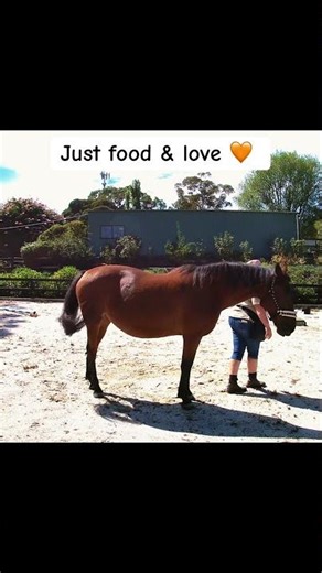 Straightness & balance with clicker training #clickertraininghorses #equestrian