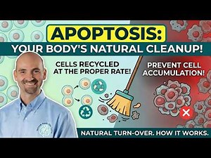 Understanding Cell Death | Apoptosis Explained