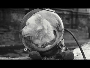 57K views · 766 reactions | Plucked from the streets, a part-Samoyed terrier mix named Laika was to become the first living and breathing Earth creature to orbit our planet... | Dark Documentaries | Facebook