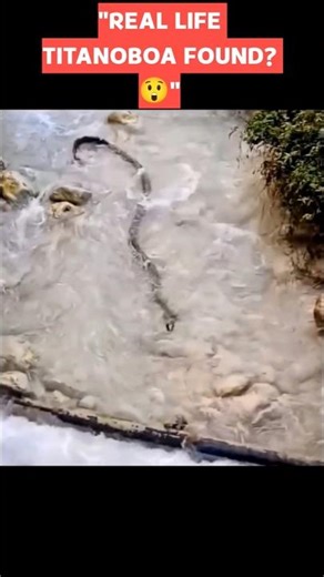 The Largest Python Ever Seen? 😱 Massive River Monster Spotted! #shorts
