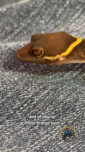 🧡👁 Meet the gecko whose beautiful eyes you can get lost in! 👁🧡 Meet the Chinese Cave Gecko, an absolutely gorgeous species of gecko with stunning dark orange eyes. This species is a tropical nocturnal gecko that's mostly terrestrial but have more vivid coloration than your African Fat Tail Geckos. This little one loves to explore and is a little bit hoppy in its young age but with regular handling should be nice and chill. Who all wants to take this cutie home? 🥰 #creaturefeature #petlovers