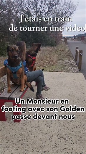 ✨ Tu aimerais vivre tes sorties de la même façon, sereinement, même quand il y a des déclencheurs autour ? 👉 Envoie-moi « méthode » en commentaire ou en message privé ➕ Abonne-toi pour recevoir d’autres conseils concrets pour ton chien #educationcanine #comportementalistecanin #dogtrainer #dogtraining #duocanon | Dog Connection
