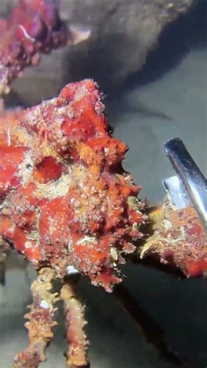 Catch Challenge - Record Breaker！PX0675 #diving #fishing #lobster