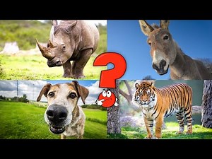Funny Animals for Kids: Meet Domestic and Wild Animals - A Fun Learning Adventure
