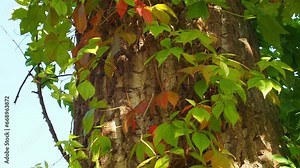 Beautiful jagged red leaves of Parthenocissus quinquefolia climbing on a big tree. Parthenocissus quinquefolia. Virginia creeper, Victoria creeper. Autumn background. Multi colored autumn leaves.