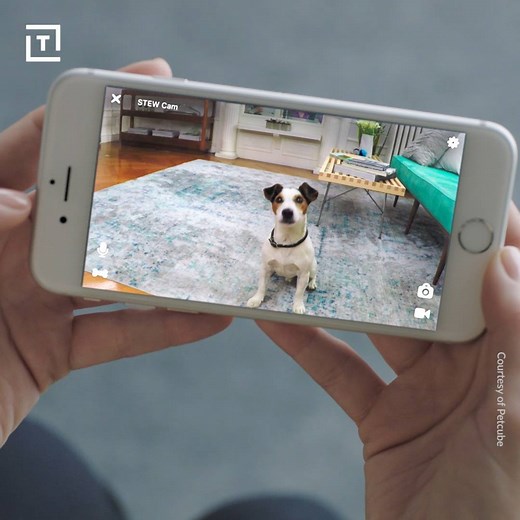 Now you can play with your pets even when you're not home. | Thrillist