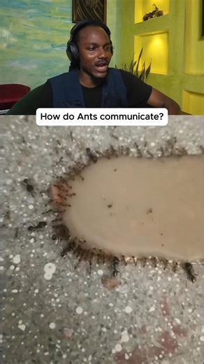How do ants communicate? 🐜