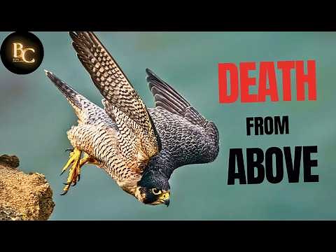How Peregrine Falcon Strikes Like a Missile!