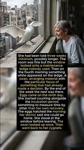 A Wild Swan Built Its Nest Outside Her Hospital Window and Stayed 🦢❤️ #truestory #viral
