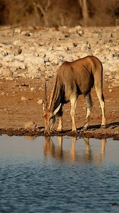 Eland in Etosha National Park, Namibia.#namibia #etoshanationalpark #eland #safari #wildlife #nature #desert #travelphotography #namibiatravel #visitnamibia #travelnamibia #explore #adventure | Nwrnamibia