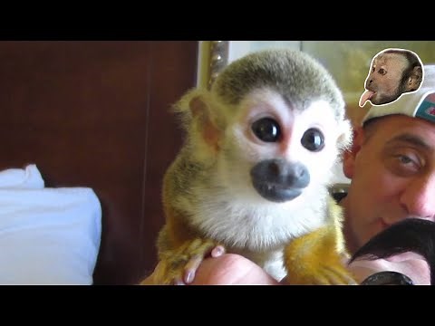 Baby Squirrel Monkey