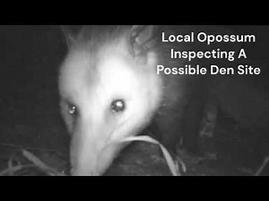 Opossum, A Flash Of Male Anatomy