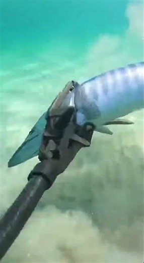 Catching a Mackerel Tuna with Claw Tools