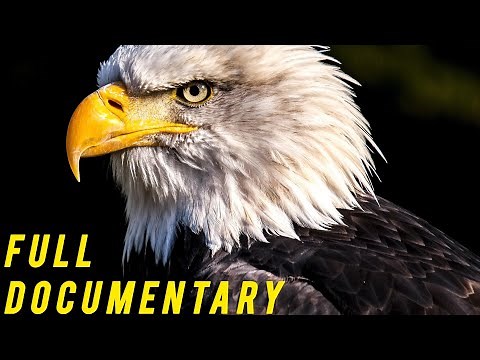 "Rise of the Eagle: Nature’s Greatest Survivor" | Eagles Documentary