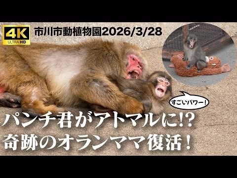 【オランママ復活！】4K パンチ君がアトマルに!? Punch vs Atomaru 厳しくも優しいおじいちゃんとの絆。市川市動植物園 | Ichikawa City Zoo Baby Monkey