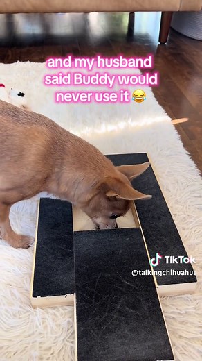 Fun Nail Trimming Solution for Dogs Using Scratch Box