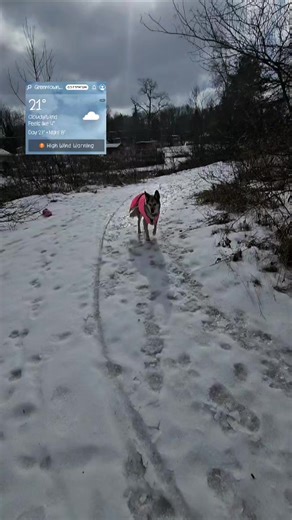 It's the beginning of a frigid week here at Woody's Place Senior German Shepherd Sanctuary, and we're just hoping the power stays. Wherever you are,Isure do hope you and your pup are warm and safe. #lifewitholddogs #woodysplaceseniorgermanshepherdsanctuary #germanshepherdsanctuary #germanshepherdrescue #seniorgermanshepherds #germanshepherds #poconosmountains #NEPA NEPA | Woody's Place Senior German Shepherd Sanctuary