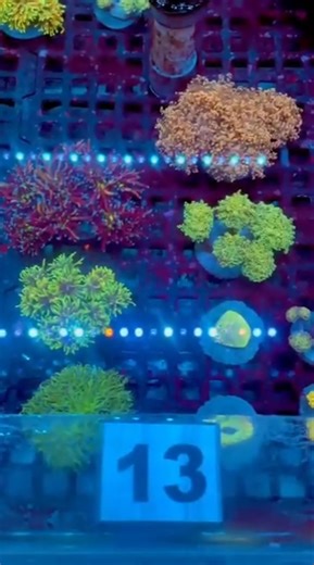 KC Premium LPS Box Lot 13