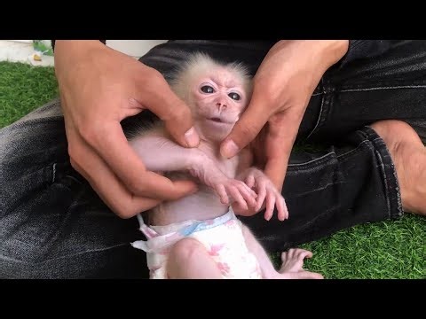 Baby monkeys get diapers changed by dad when pooping, and drink milk afterwards