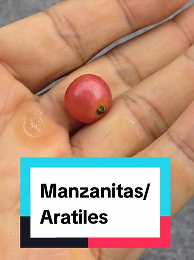 Aratiles (Manzanitas) — Sweetest Tropical Fruit From the Philippines