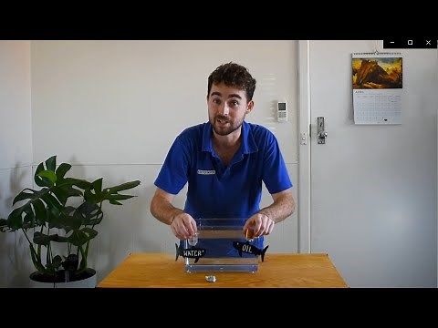 How do fish maintain neutral buoyancy? | At Home Science Experiment | Scitech WA
