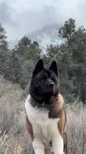 Akita Weather ❄️🐻💙 #akita #akitastagram #akitasofinstagram #americanakita #americanakitasofinstagram #americanakitas #dog #doglovers #doglove #dogsofinstagram #dogslovers | Leonidas TheAkita