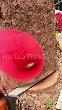 Cưa hạ gốc cây Dầu lớn ở vị trí khó Cutting redwood