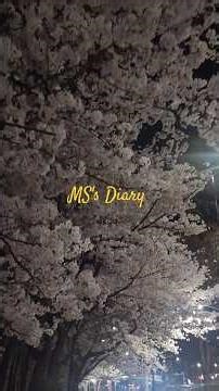 #벚꽃명소 #밤벚꽃 #봄밤산책 #혼자산책 #밤산책 #이쁘고이쁘고이쁘다