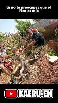 Drill grafting a seedling step by step
