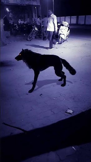 Wolf in Village #wolfsounds #relaxinwolf #animals #wolf #wolfsong #forest #shorts part dx52