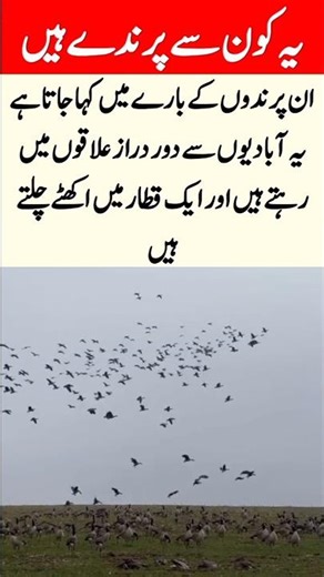 "These birds fly in a group formation" #BirdFlocking#MigratoryBirds#NatureCoordination