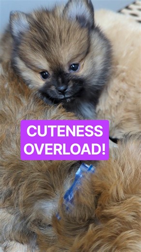 Oh My Heart! #fun #puppies#adorable#sweet#pets#needahome#adopt