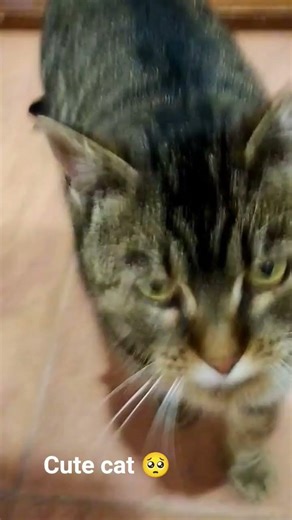 #animegirl #anime #music #cat #funny