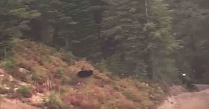 Unreal Video: Bear Barrels Toward Mountain Biker Hastily Navigating Rough Backwoods Trail