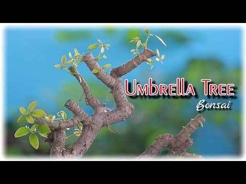 Bonsai Transformation: Umbrella Tree Get a Stunning Makeover / Pruning and Repotting