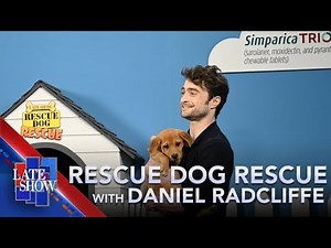 Rescue Dog Rescue With Daniel Radcliffe