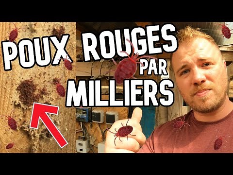 Comment se débarrasser des poux rouges dans le poulailler ?