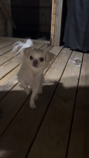 @followers #el #dog #dogsofinstagram #dogoftheday #dogsofinsta #dogslife #petsofinstagram #petstagram #petlovers #furbaby #furdad #furmom #fypシ゚viralシfypシ゚ #fypシ゚ #fypシ゚viralシ #fypageシ #fypシviral #reelsoftheday #reelsviralvideo #reelsfbviral #shichi #OMG #chihuahualife #chihuahualove #chihuahuafamily #chihuahuas #chihuahuafanatics #chihuahuaworld | El-Toby Thompson