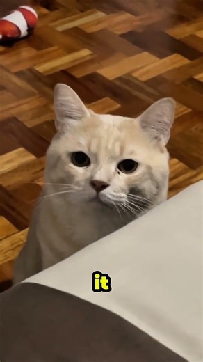 What Do Cat Positions Really Mean?