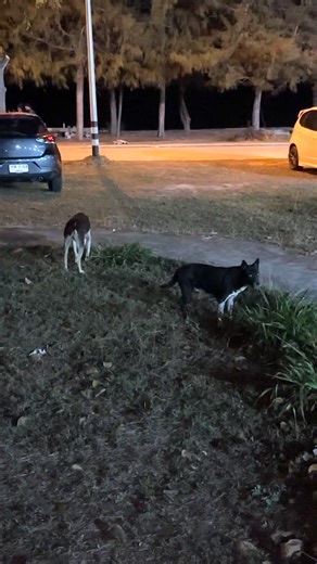 Alpha, Benni, Bertilla, Pyret gänget samlar 🤩