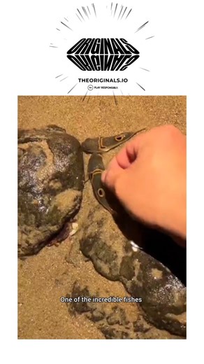 MindBlown Hub | #onlyoriginals #theoriginals The post features a 12-second video of a small pufferfish inflating into a spiky sphere when handled in... | Instagram