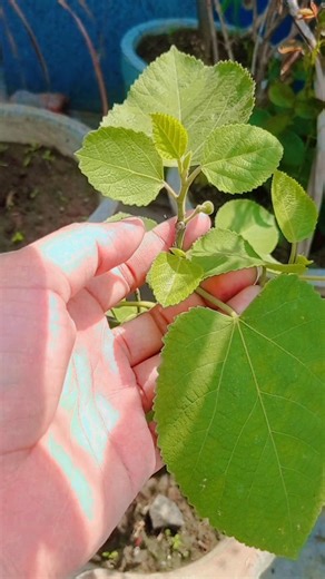 Anjeer ka plant | Anjeer fruits #tree #nature #naturelovers 🍁🙏🕊️