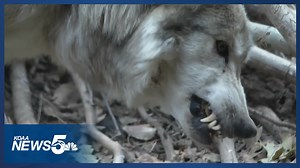Discussions to reintroduce wolves in Colorado continue; will more be released?