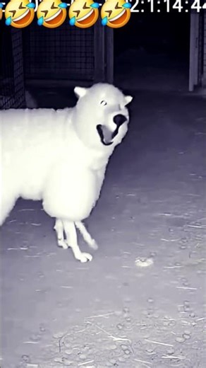 Dog 🐶 vs Fox 🦊 | Wild Instincts Clash! Dog 🐕 and Fox #cartoon