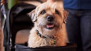 Watch Colin From Accounts Season 2 Episode 7 - Wawam