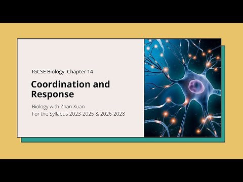 IGCSE Biology - Chapter 14 | Coordination and Response