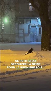 🥰 Comment ne pas fondre devant ce petit chat qui découvre la neige pour la première fois ?