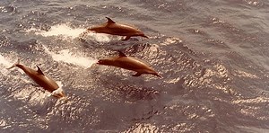 Dolphin deaths in the Gulf Coast