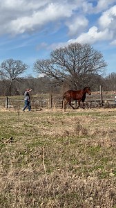 This is the bay mare so many of you asked about. She needs a professional trainer. We are on way to vet. Will post more asap. | Mississippi Horses