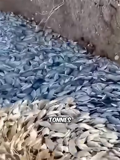 Pourquoi ils font ça ?? 💀 #tilapia #poisson #culturegenerale #animal #nature